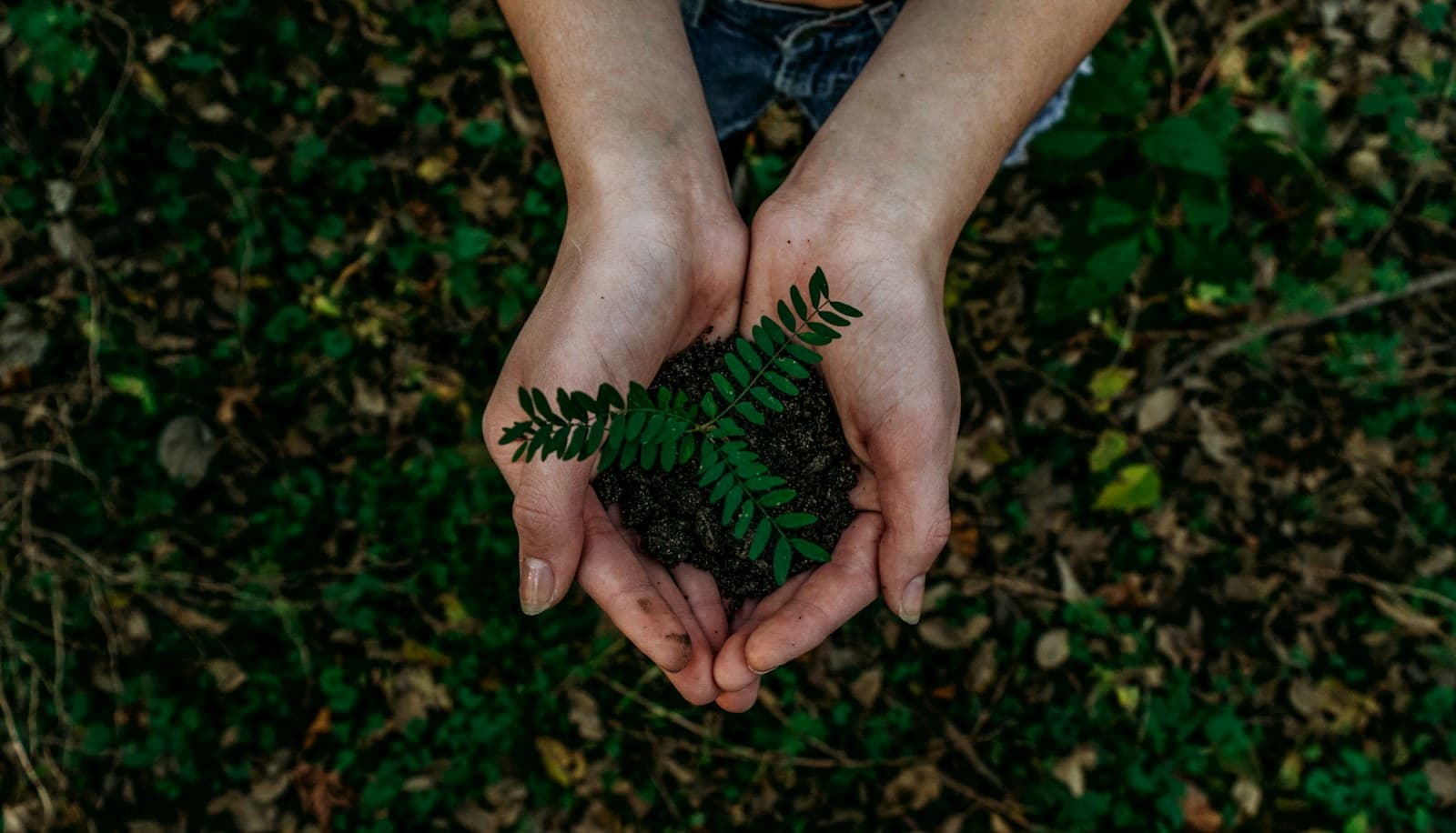 Hands holding soil and a young green plant